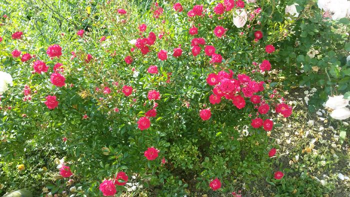 003 - Trandafiri 2016