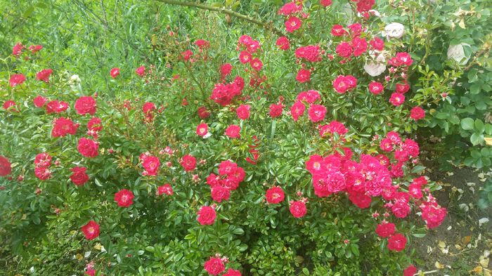 109 - Trandafiri 2016