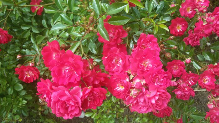 110 - Trandafiri 2016