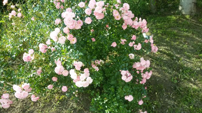 005 - Trandafiri 2016