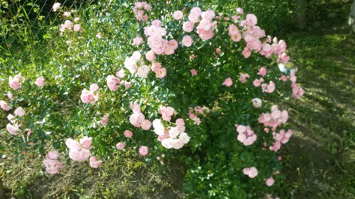 006 - Trandafiri 2016