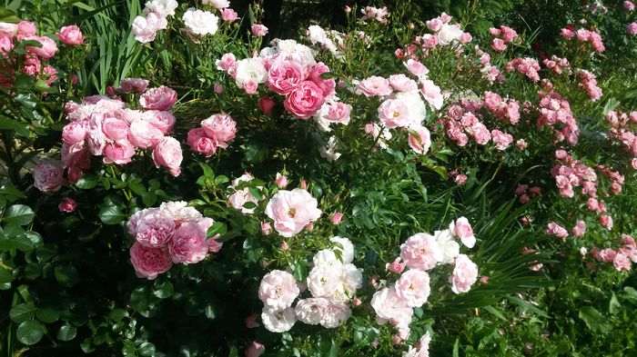 014 - Trandafiri 2016