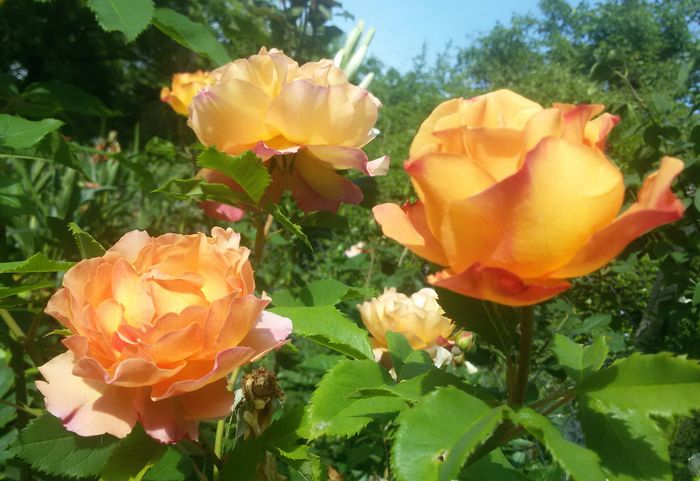 065 - Trandafiri 2016