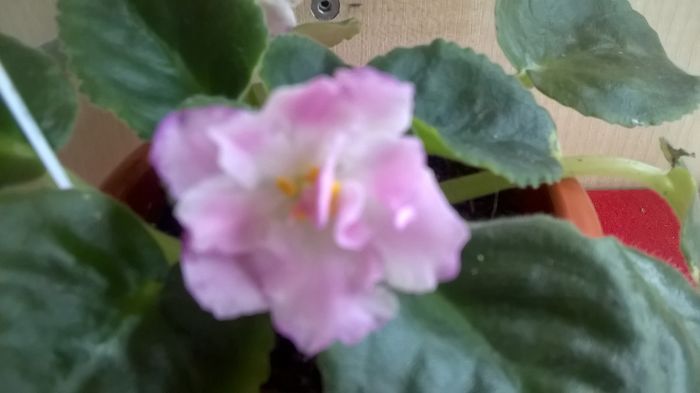 WP_20160609_17_04_54_Pro