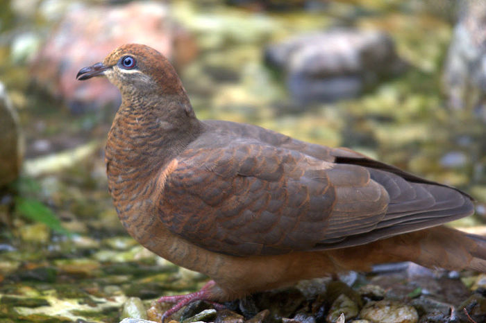 brown cuckoo dove - 1----Porumbei si turturici exotice----exotic doves and pigeons