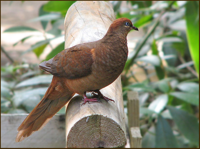 brown cuckoo dove - 1----Porumbei si turturici exotice----exotic doves and pigeons