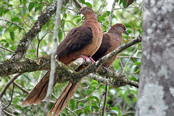 brown cuckoo dove - 1----Porumbei si turturici exotice----exotic doves and pigeons
