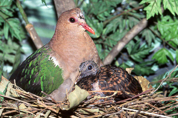 brown cuckoo dove - 1----Porumbei si turturici exotice----exotic doves and pigeons