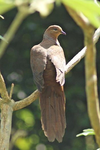 brown cuckoo dove - 1----Porumbei si turturici exotice----exotic doves and pigeons
