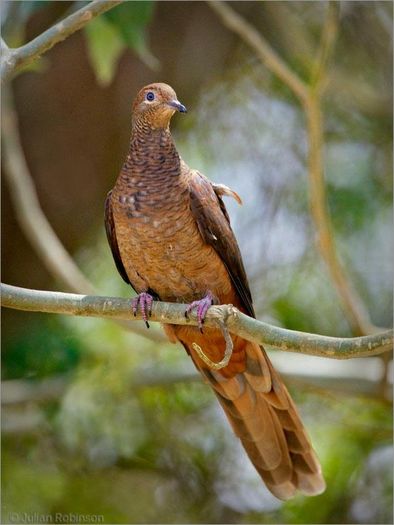 brown cuckoo dove