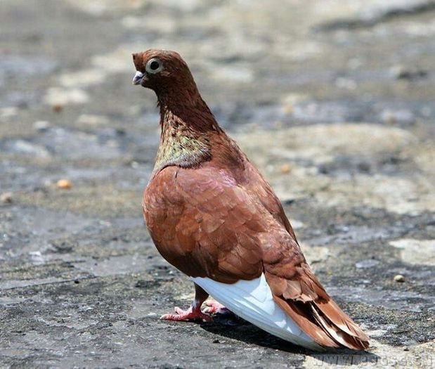 image - Pasari-pasarele-de toate adunate