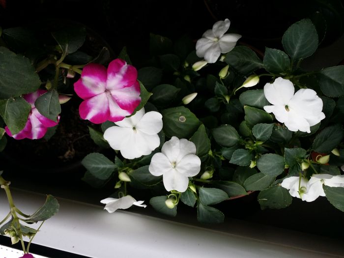 20160610_180006 - Plante in ghiveci 2016