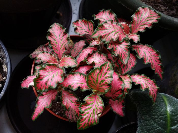 Fitonia - Plante in ghiveci 2016