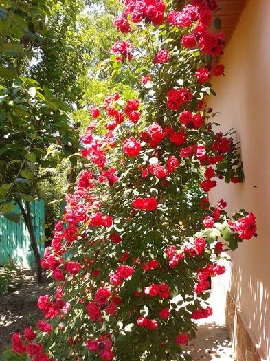 13410540_1057787334294042_338305848_o