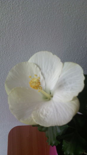 Sun Remo - HIBISCUS -2016