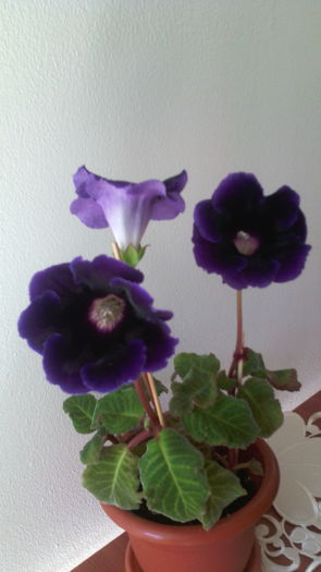 Violacea - 1GLOXINIA-2016