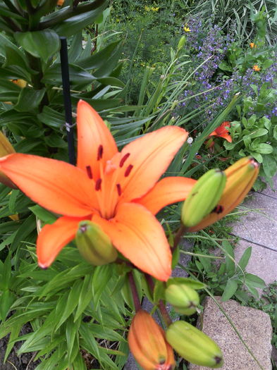 IMG_20160606_124614 - 01-Flori din curtea mea 2016