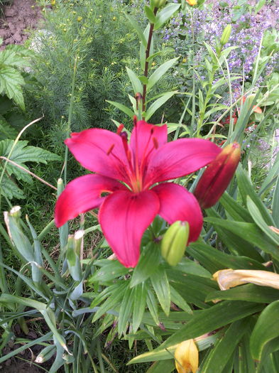 IMG_20160606_124619 - 01-Flori din curtea mea 2016