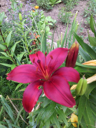 IMG_20160606_124626 - 01-Flori din curtea mea 2016