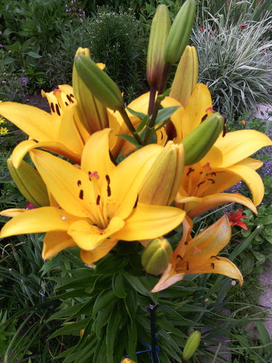 IMG_20160606_124610 - 01-Flori din curtea mea 2016