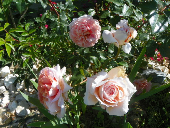 Abraham Darby