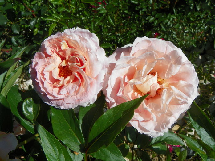 Abraham Darby