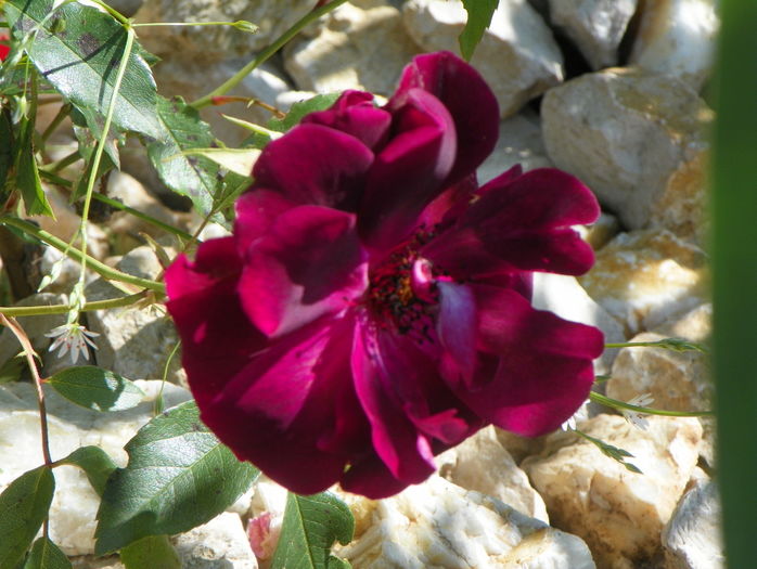 Burgundy Ice