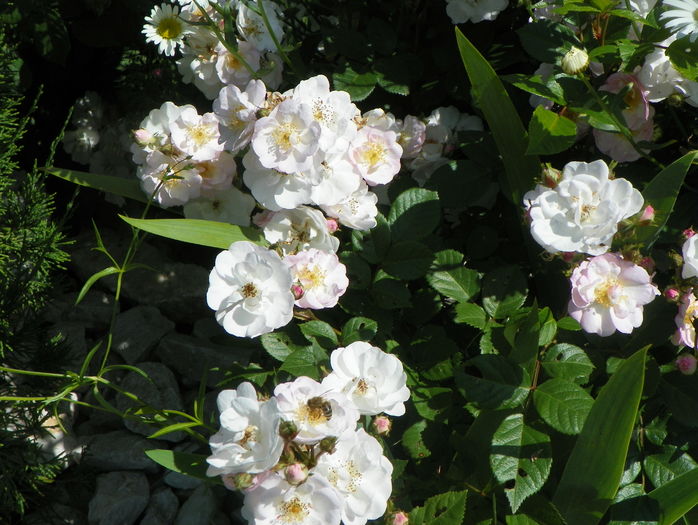 Perennial Blush