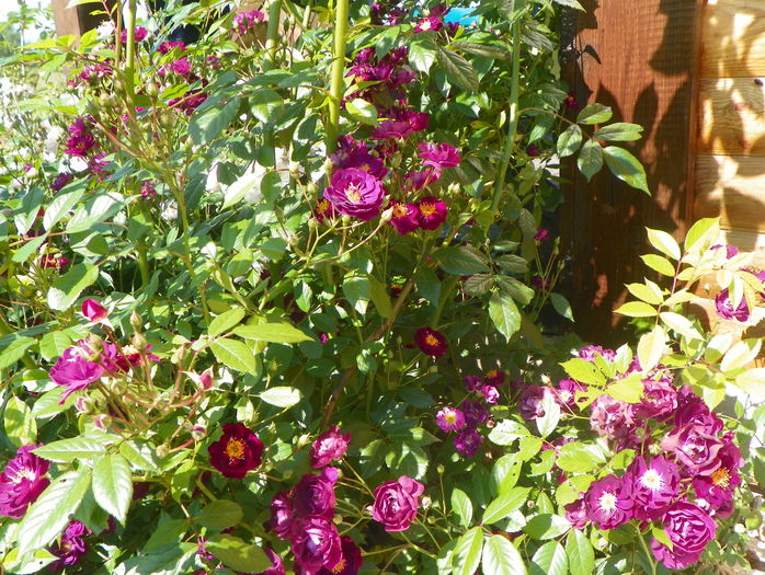 Violette