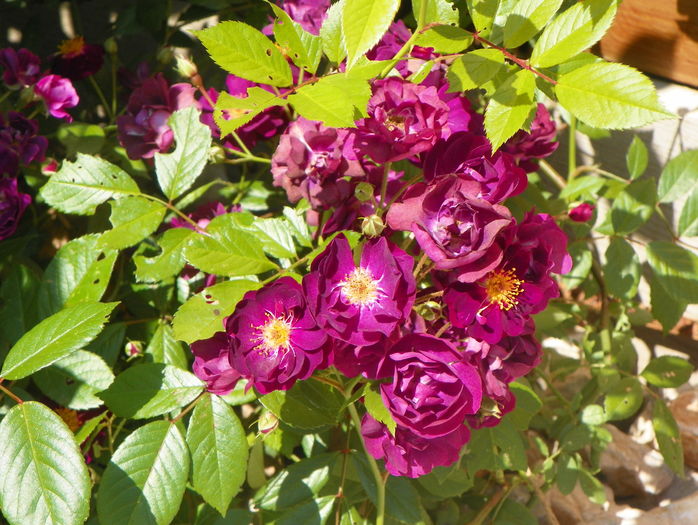 Violette