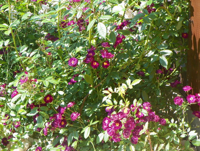 Violette