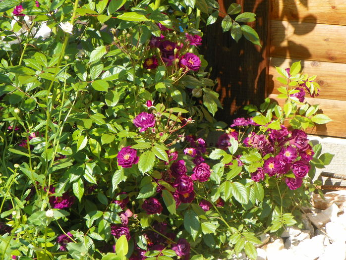 Violette