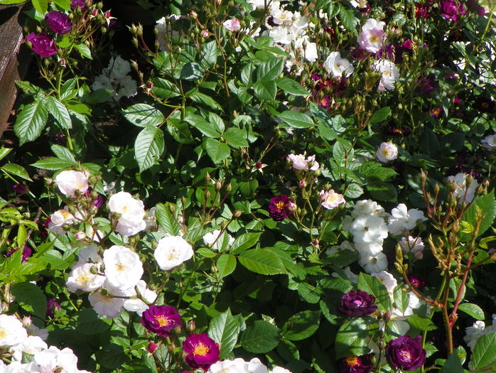 Perennial Blush si Violette