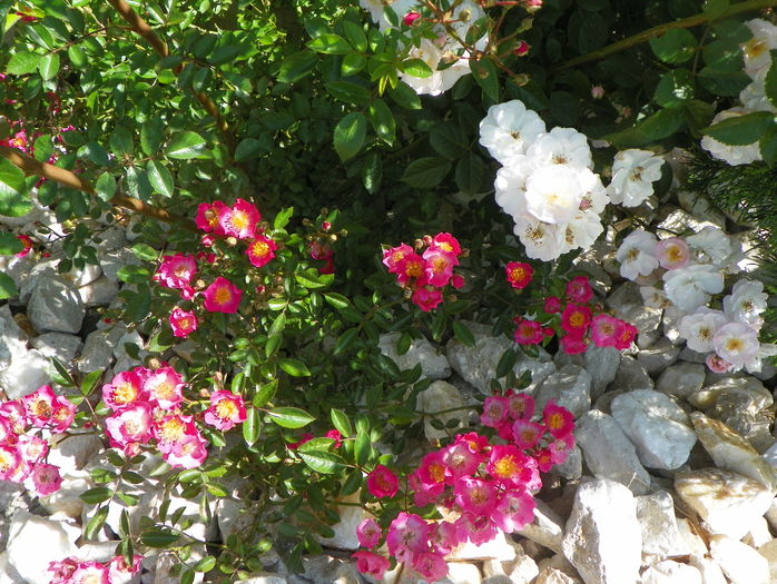 Maria Lisa si Perennial Blush