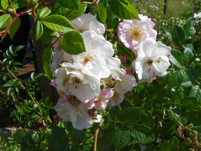 Perennial Blush