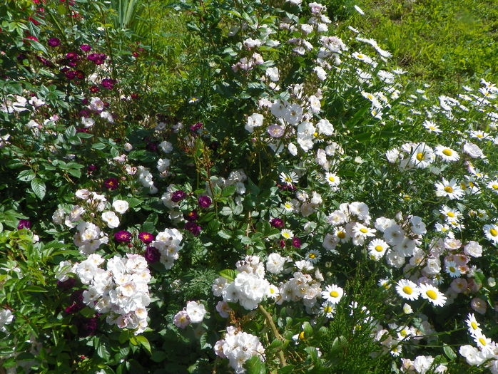 Perennial Blush si Violette