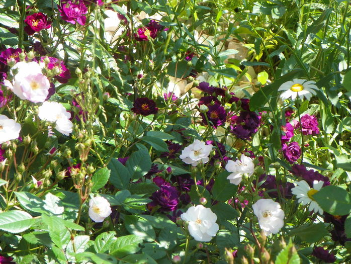 Perennial Blush si Violette