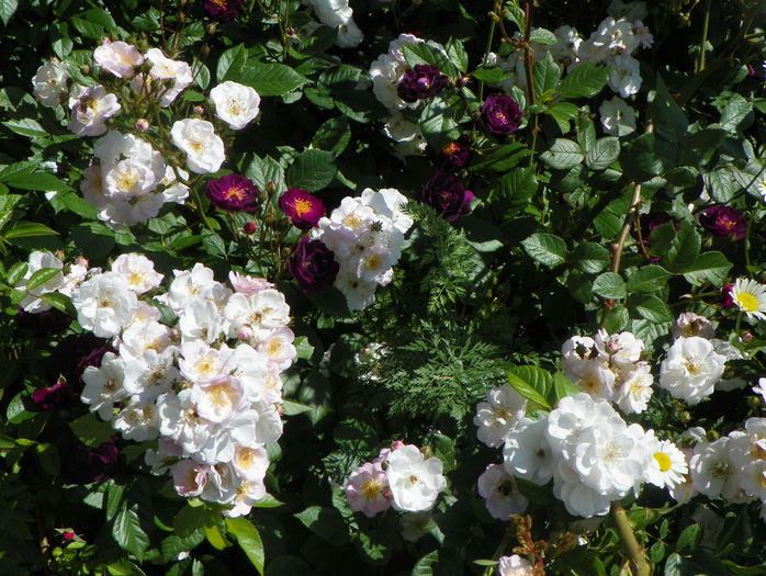 Perennial Blush si Violette