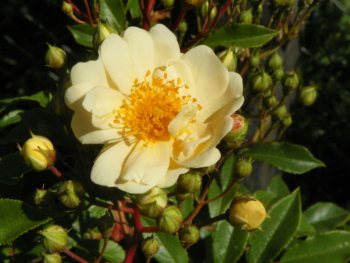 Hellena Semiplenae