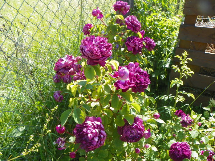 Cardinal de Richelieu