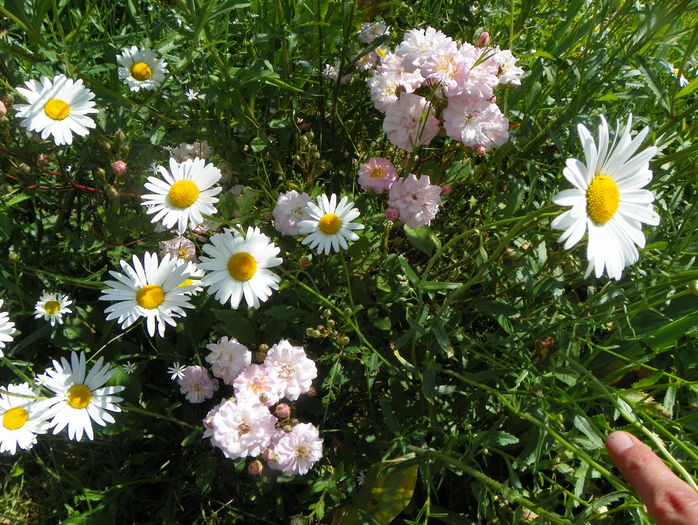 Perennial Blush