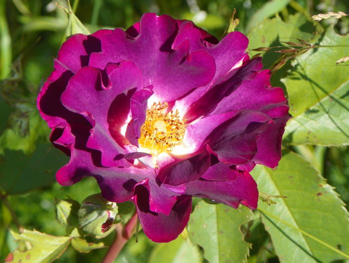 Princess Sibilla de Luxembourg