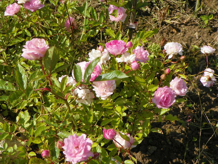 Frau Eva Schubert - Trandafiri 2016