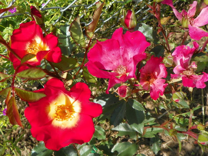 Cocktail - Trandafiri 2016