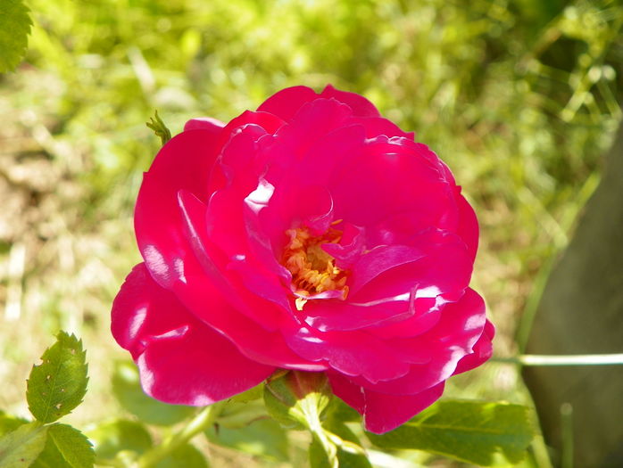 John Cabot - Trandafiri 2016