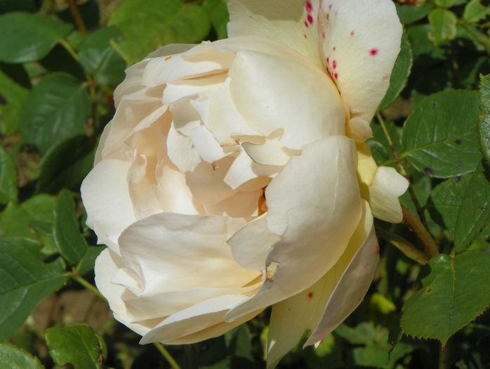 Wollerton Old Hall - Trandafiri 2016