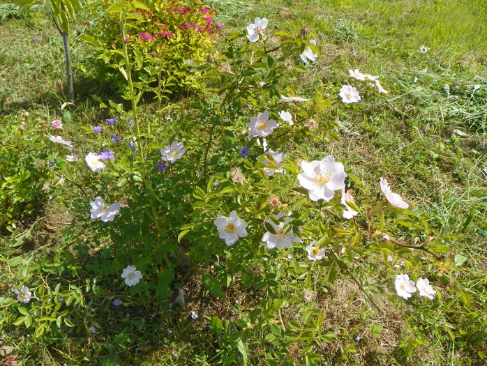 rosa canina