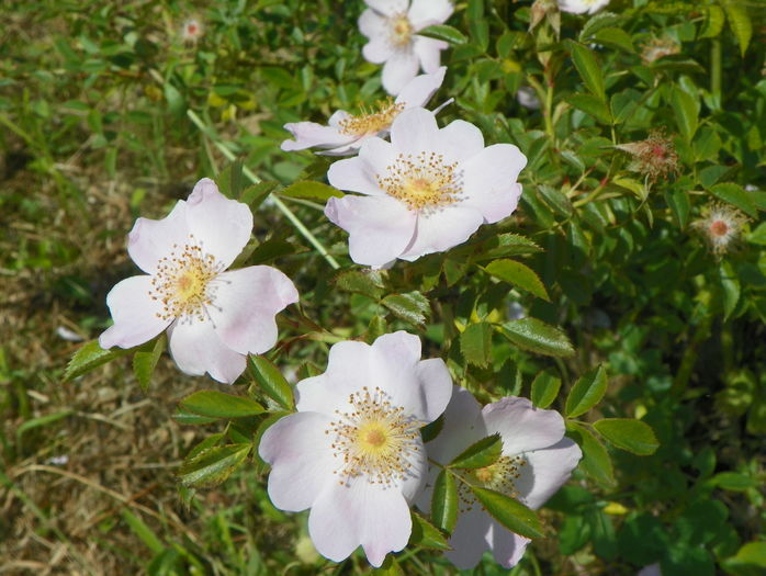 rosa canina