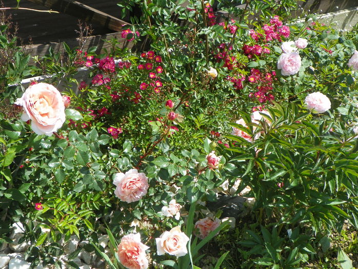 Abraham Darby, Kathryn Morley si Maria Lisa