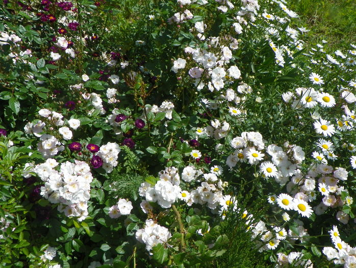 Perennial Blush si Violette